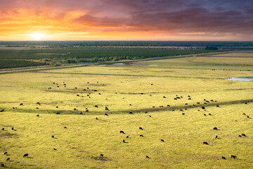 Production of organic dairy products. Milk cows grazing on green farm pasture. Feeding of cattle on farmland grassland