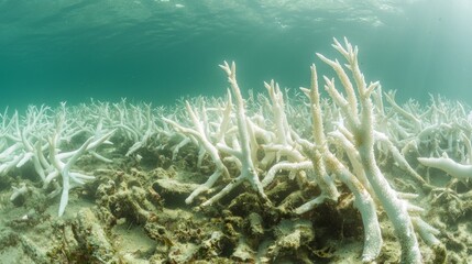 Underwater Crisis: Vibrant Coral Reef Showing Signs of Bleaching Due to Water Pollution, Environmental Impact Awareness