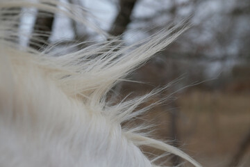 White Horse mane in windy weather © ccestep8