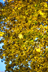 Autumn nature landscape. Path way in gold woods. Romantic view image scene. Magic misty sunset pond. Red color tree leaf park. 