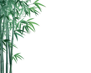 Fototapeta premium a close-up of a bamboo plant