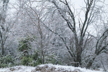 Texas landscape covered in ice during freezing weather in winter season.