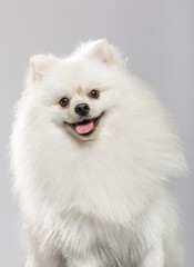 A fluffy white pomeranian sits calmly, showcasing its vibrant personality with a cheerful expression and bright eyes. Its luxurious fur draws attention, creating an adorable appearance.