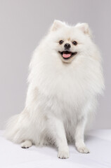A fluffy white Pomeranian sits calmly, showcasing its voluminous fur and friendly smile. The bright indoor setting highlights the dog's playful personality and elegance.