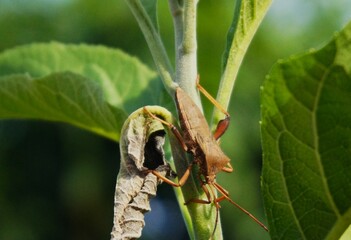 Leptocorisa oratorius, a grasshopper-like insect that lives in the wild, this insect emits a pungent odor to protect itself