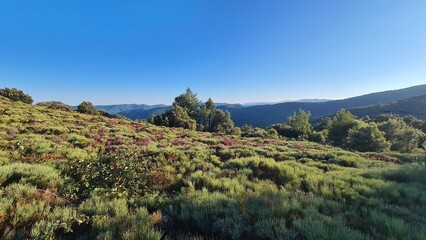 Champ de bruyère à un col des Cévennes