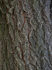 bark texture of a brown tree in nature