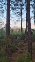 Obraz premium Le pech de Bugarach vu au coucher du soleil depuis les bois de Rennes-les(Bains