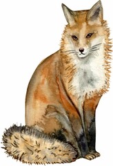 Fototapeta premium Animaux de la forêt . Peinture à l’aquarelle, à la main. Un renard 