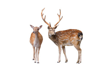 male and female european fallow deer isolated on a white background