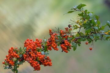 Orange berries on green branch on the beautiful blurred background