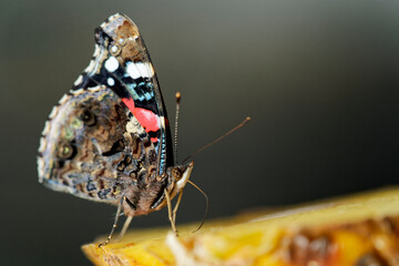 butterfly red admiral (Vanessa atalanta)
