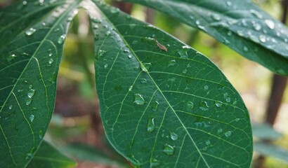 photo of clear morning dew, stuck to cassava leaves, looks beautiful