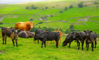A fine large Limousin bull looks over all the young calves which he has fathered, facing right in a lush, green summer meadow, Yorkshire Dales, UK.  Horizontal.  Space for copy.