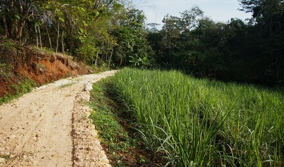 photo of a simple road made of dirt in the village to get to the garden and forest, a road made of hard soil