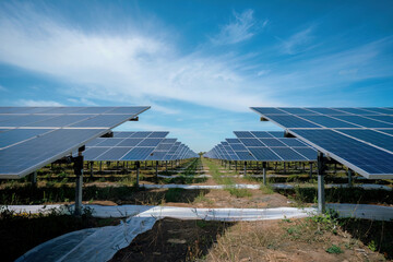 Plantación de placas solares. Generado con IA
