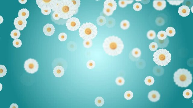 White Chamomile Daisy Flower blurred Background falling down. Romantic Wedding Spring Natural Backdrop. Summer Nature feminine beauty Easter bouquets. advertising Mother Day festival events decoration