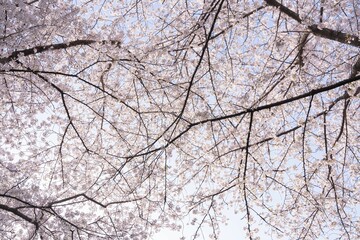Obraz premium Cherry blossom branches in spring