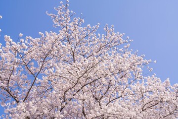 Cherry blossoms against a clear blue sky.