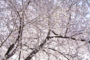 Cherry Blossom Tree in Full Bloom