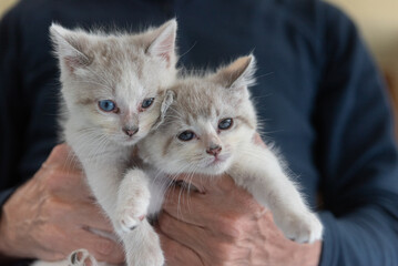two little kittens in hands