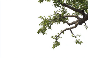 Fototapeta premium Big tree foreground, foliage leaves on corner border on transparent background 