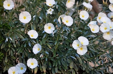 White flowers of a Silverbush. Convolvulus cneorum