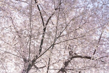 Cherry blossom tree in full bloom