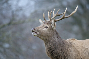 A Stag 
