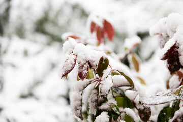 Icy snow on tree branches close-up with blurred background