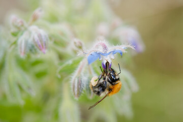 bumblebee pollinates a flower