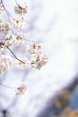 Cherry blossoms in full bloom.