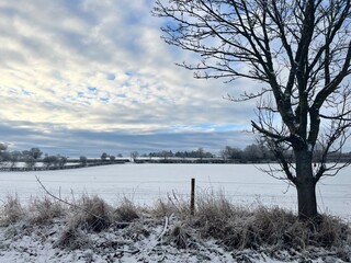 landscape with trees in show