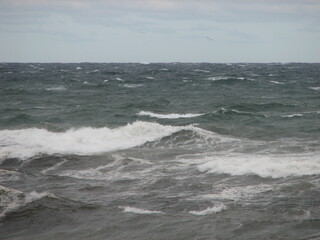 Naklejka premium Ocean Wild