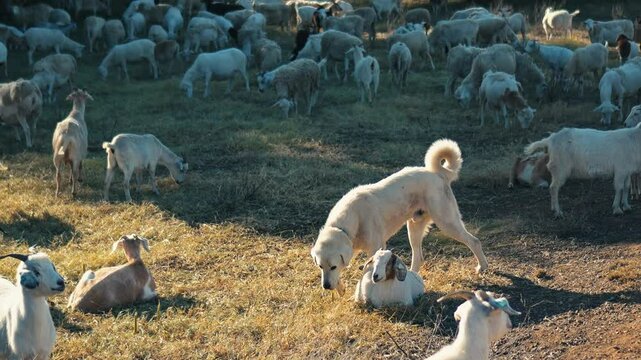 White herding dog with goats and sheep in a field in slow motion 