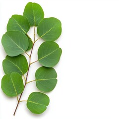 Naklejka premium A photostock of a single eucalyptus branch with fresh green leaves, lying on a bright white background. High Quality