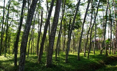 Obraz premium Panorama of rubber plantation or rubber trees or rubber trees with branches and leaves, looks cool and fresh
