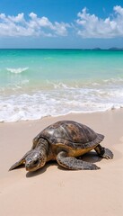Fototapeta premium Sea turtle crawling onto the shore from the ocean under a vibrant blue sky and clear waters 