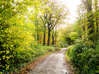 path in the park