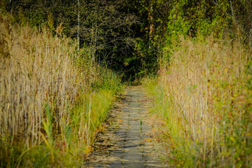 Overgrown Pathway Through Reeds and Forest