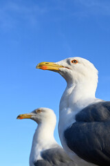 Gulls, birds. Seagulls against a background of blue sky. Gulls, or seagulls, seabirds of the family...