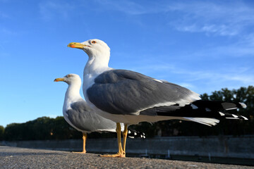 Gulls, birds. Seagulls against a background of blue sky. Gulls, or seagulls, seabirds of the family Laridae in the suborder Lari