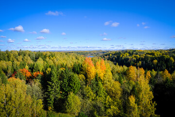 Autumn Forest Canopy Under Clear Blue Sky