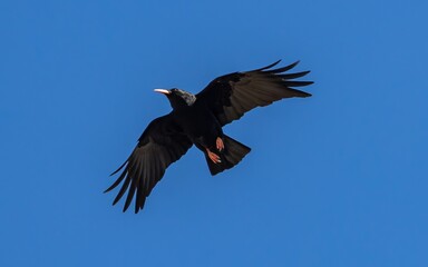 Red-billed Chough (Pyrrhocorax pyrrhocorax) flying with nesting material at the canyon of Ronda in Andalusia, Spain.