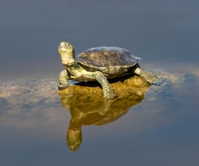 Fototapeta premium Turtle in a pond at nature reserve Guadalhorce, near Malaga in Andalusia, Spain.