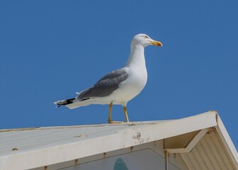 Yellow-legged Gull (Larus michahellis) on a roof in Torremolinos, Andalusia, Spain.