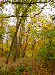 Weg mitten mystischen und idyllischen Wald mit herrlichen Herbstfarben oberhalb des Dorfes Wendenheim im Landkreis Tübingen