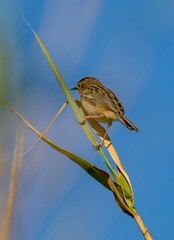 Zitting Cisticola (Cisticola juncidis) in nature reserve Guadalhorce near Malaga in Andalusia, Spain.