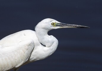 Little Egret (Egretta garzetta) in a pond at nature reserve Guadalhorce, near Malaga in Andalusia, Spain.