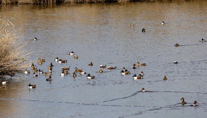 Ducks at the pond Laguna Escondida in Guadalhorce nature reserve outside Malaga in Andalusia, Spain.